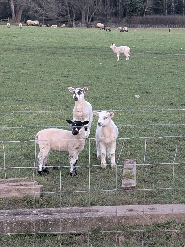 Spring Lambing Season